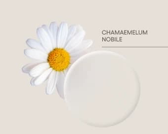 Roman chamomile — Chamaemelum nobile