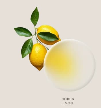 Lemon — Citrus limon