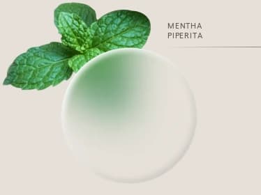 Peppermint — Mentha piperita