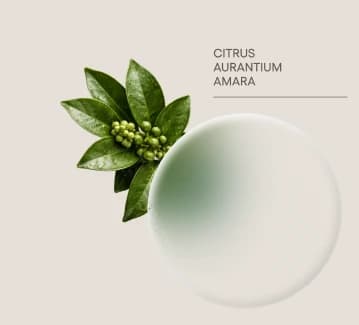 Petitgrain — Citrus aurantium amara