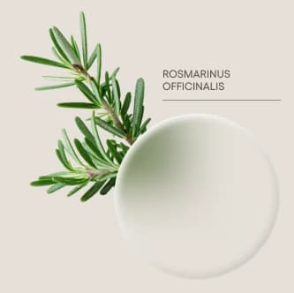 Rosemary — Rosmarinus officinalis