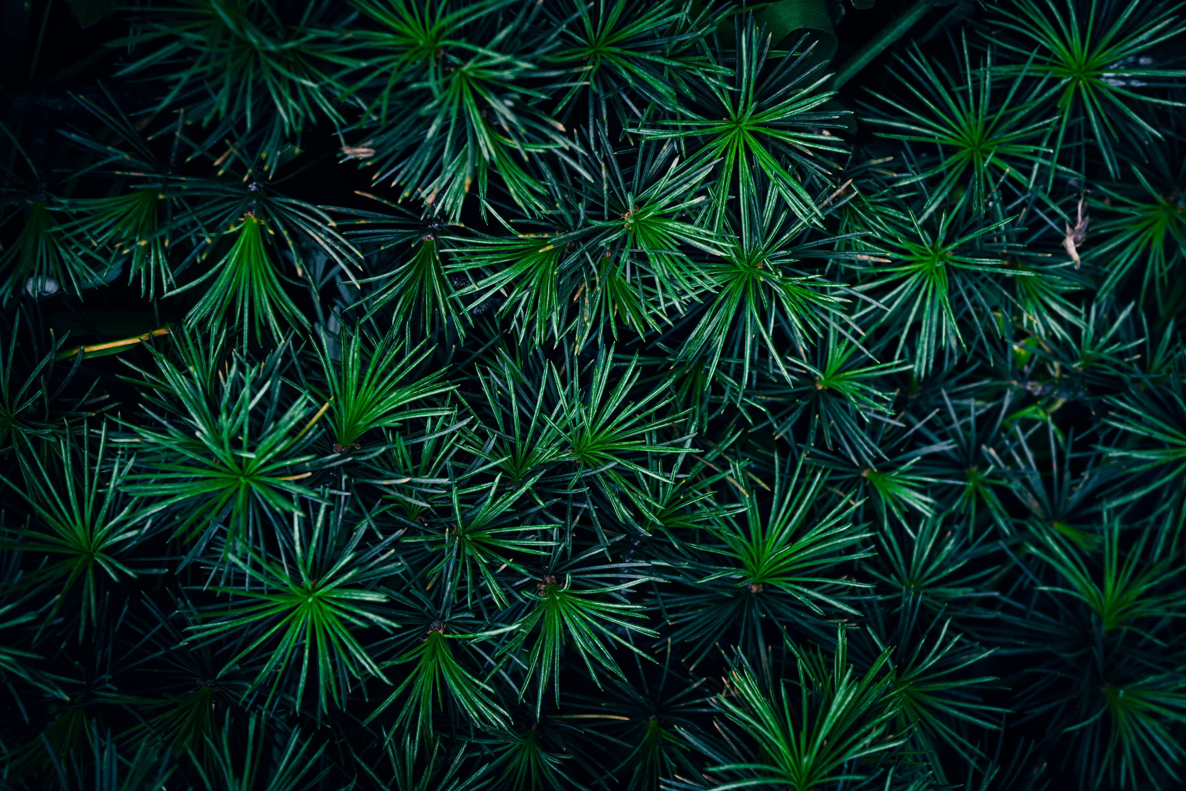 Atlas Cedar
