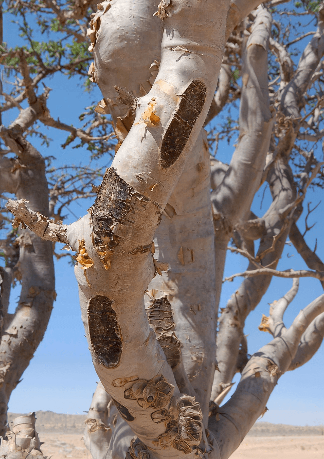Frankincense