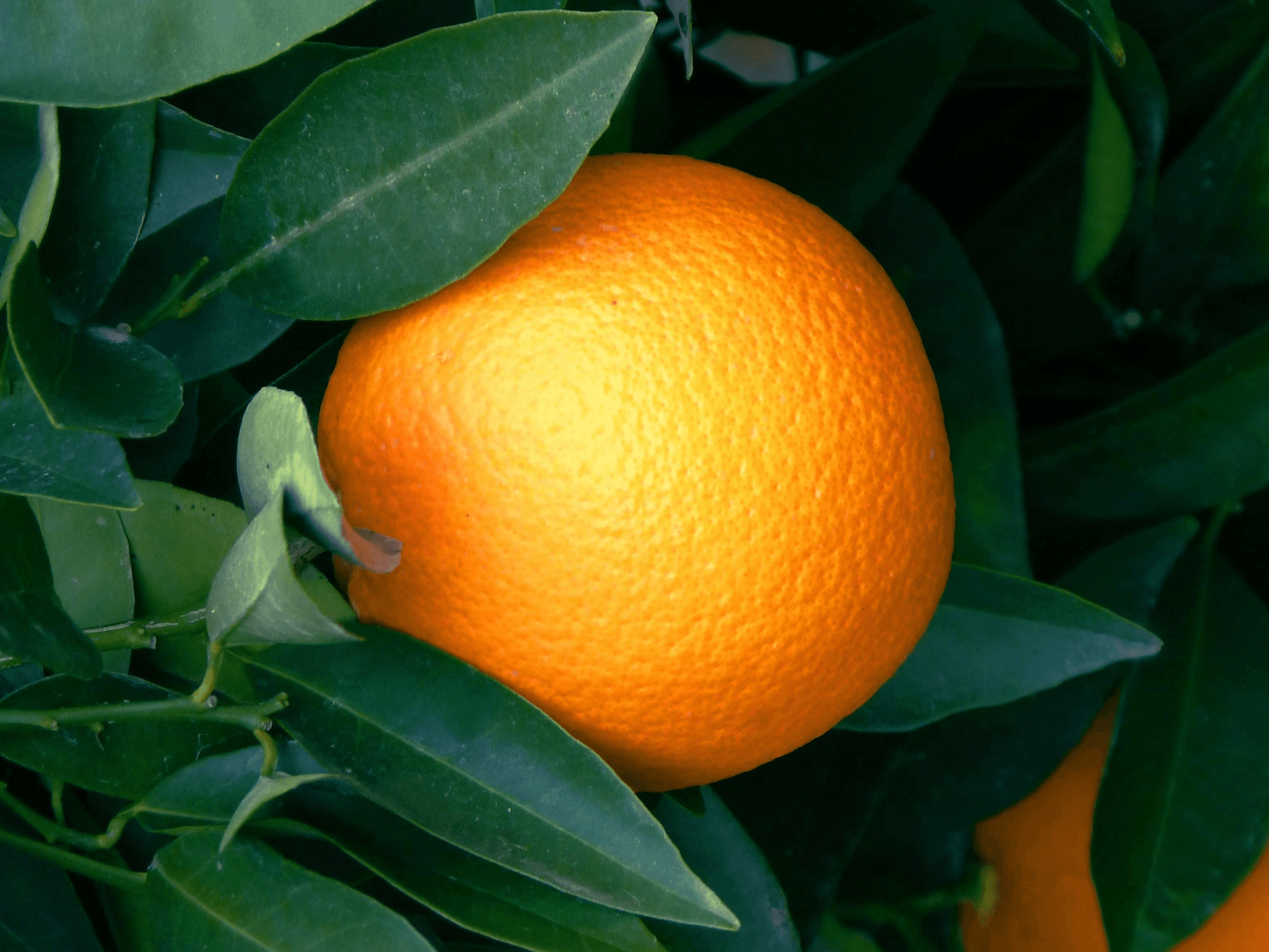 Sweet Orange